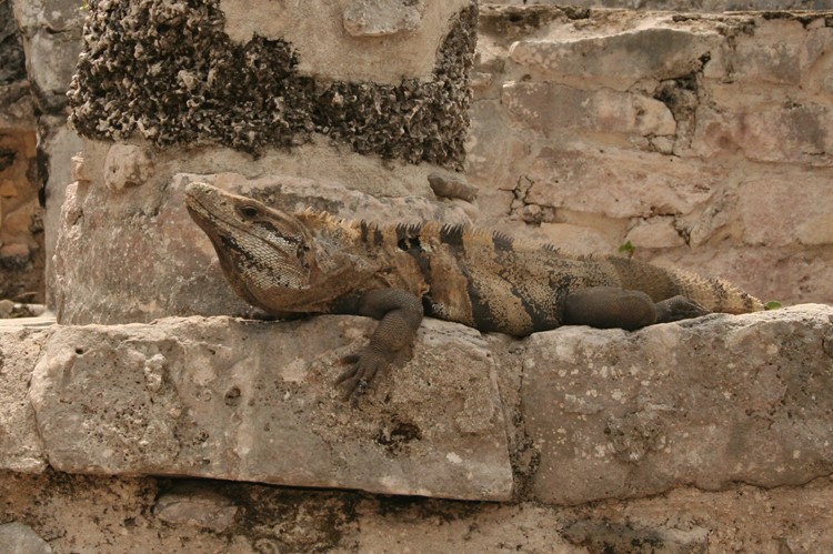 Leguaan bij de Maya ruïnes van Tulum